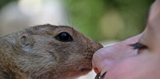 Jakim zwierzęciem chciałbyś być rozmowa kwalifikacyjna?