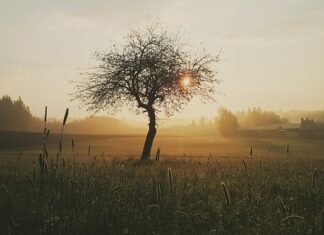 Co kładzie się bezpośrednio na ranę?